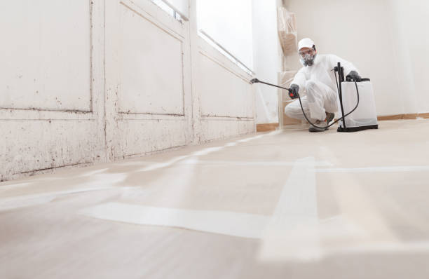 24/7 Emergency Black Mold Removal experts in Whitehall, MI