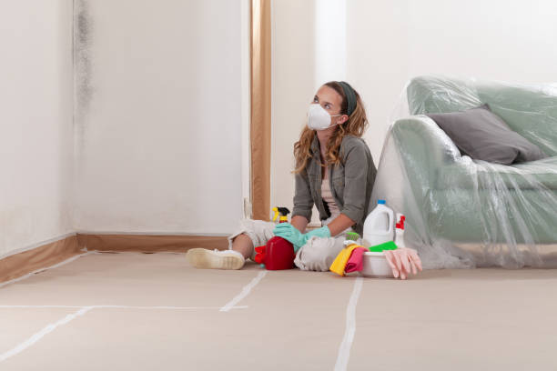 Reliable Mold Cleanup contractor in Whitehall, MI by Cheap Mold Removal