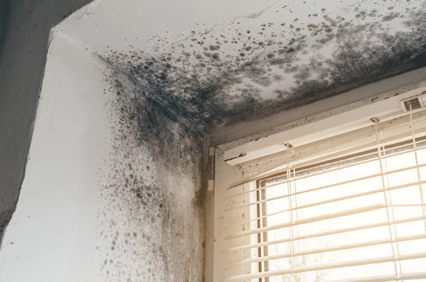Trusted Black Mold Removal service in Whitehall, MI - Cheap Mold Removal